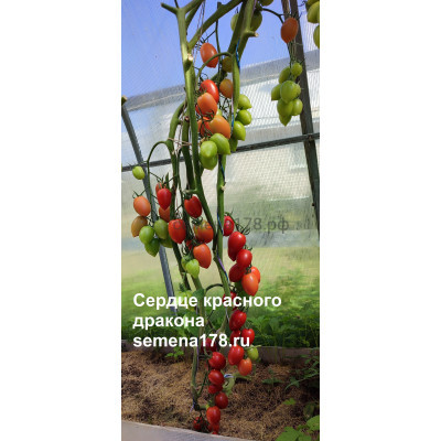 СЕРДЦЕ КРАСНОГО ДРАКОНА (Черри)