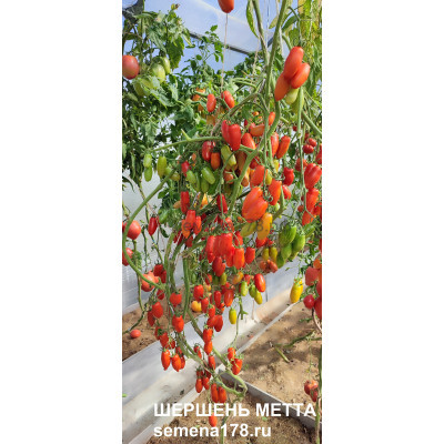 ШЕРШЕНЬ МЕТТА 