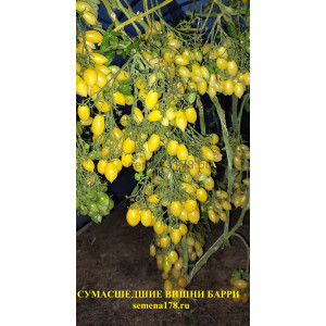 СУМАСШЕДШИЕ ВИШНИ БАРРИ СУМАСШЕДШИЕ ВИШНИ БАРРИ