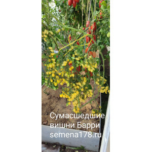 СУМАСШЕДШИЕ ВИШНИ БАРРИ СУМАСШЕДШИЕ ВИШНИ БАРРИ