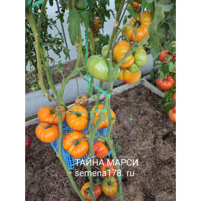 ТАЙНА МАРСИ