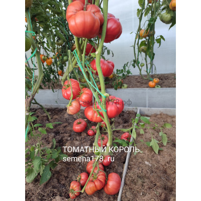 ТОМАТНЫЙ КОРОЛЬ
