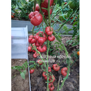 ТОМАТНЫЙ КОРОЛЬ ТОМАТНЫЙ КОРОЛЬ