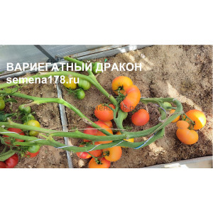 ВАРИЕГАТНЫЙ ДРАКОН ВАРИЕГАТНЫЙ ДРАКОН