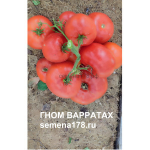 ГНОМ ВАРАТАХ (Dwarf Waratah)