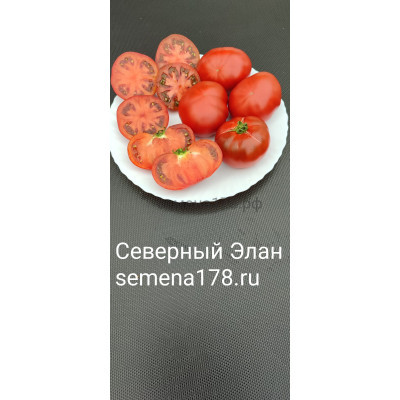 СЕВЕРНЫЙ ЭЛАН