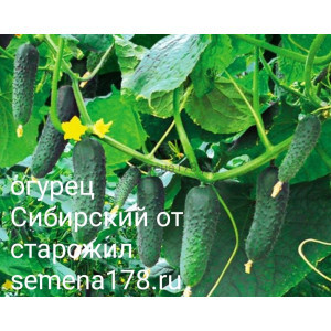 Огурец СИБИРСКИЙ ОТ СТАРОЖИЛОВ Огурец СИБИРСКИЙ ОТ СТАРОЖИЛОВ